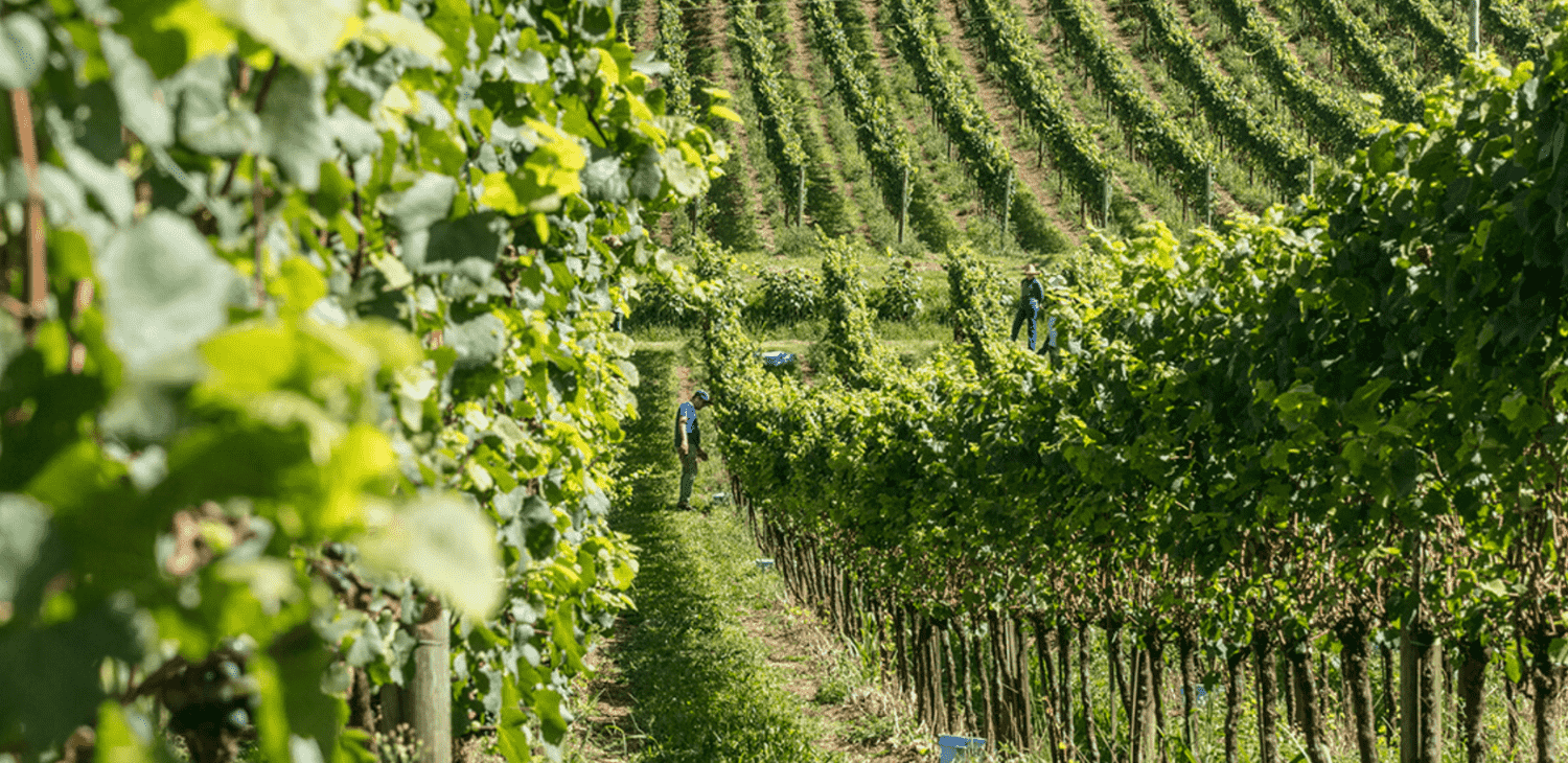 Enoturismo gaúcho cresce quase 60% em 2025 e acelera retomada