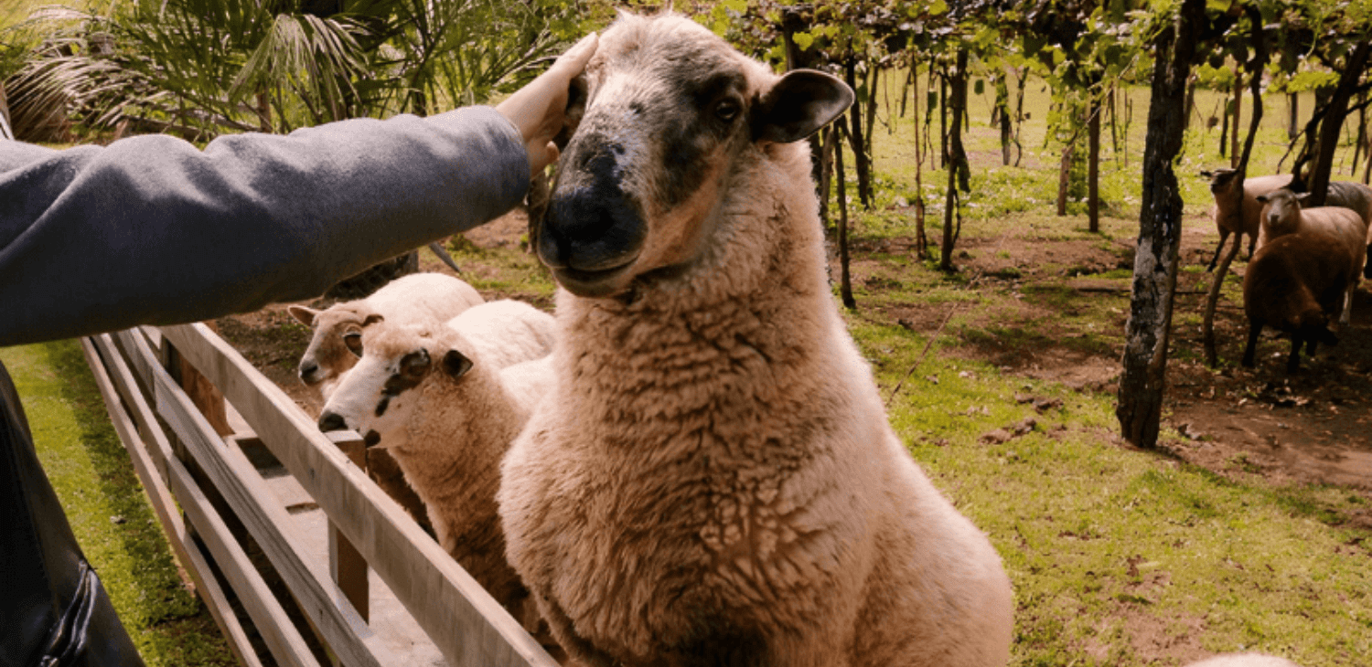 PRESS TRIP visita o Passeio Linha Bella